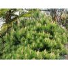 Pinus thunbergii 'Banshosho' - Image 2
