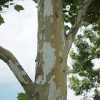 Platanus x acerifolia 'Morton Circle' (Exclamation) - Image 2