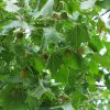 Platanus occidentalis - Image 2