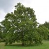 Platanus occidentalis - Image 3