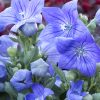 Platycodon grandiflorus 'Sentimental Blue'