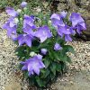 Platycodon grandiflorus 'Sentimental Blue' - Image 2
