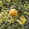 Poncirus trifoliata - Image 3
