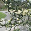 Poncirus trifoliata - Image 2