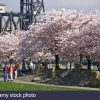 Prunus x yeodensis 'Akebono' - Image 2