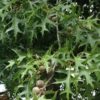 Quercus coccinea (Scarlet Oak)