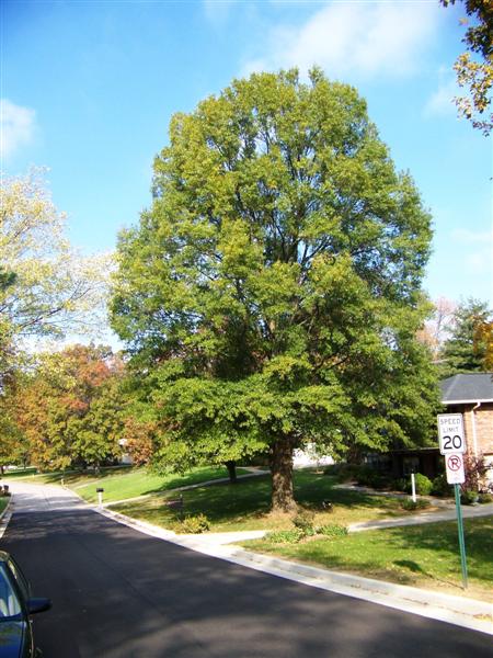 Quercus phellos | Kiefer Nursery: Trees, Shrubs, Perennials
