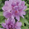 Rhododendron 'Catawbiense Grandiflorum'