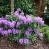 Rhododendron 'Catawbiense Grandiflorum' - Image 2