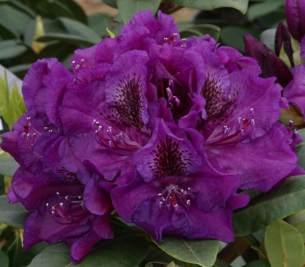 Rhododendron ‘Edith Bosley’ | Kiefer Nursery: Trees, Shrubs, Perennials