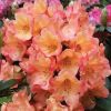 Rhododendron  'Honey Butter'
