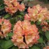 Rhododendron  'Honey Butter' - Image 2