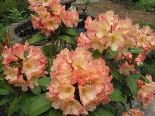 Rhododendron  'Honey Butter' - Image 2