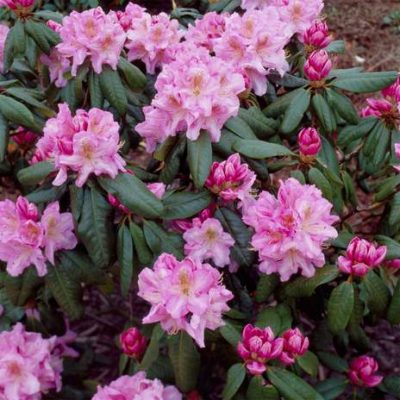 Rhododendron ‘Scintillation’ | Kiefer Nursery: Trees, Shrubs, Perennials