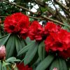 Rhododendron  'Taurus' - Image 2