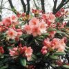 Rhododendron  'Virginia Richards' - Image 2