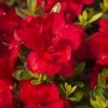 Azalea ‘Robleza’ Encore® Bonfire® | Kiefer Nursery: Trees, Shrubs ...