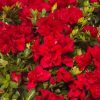 Azalea ‘Robleza’ Encore® Bonfire® | Kiefer Nursery: Trees, Shrubs ...