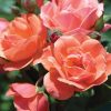 Rosa 'Radral'  (Coral Knock Out Rose®) Tree Form