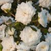 Rosa 'Meizorland' White Drift'