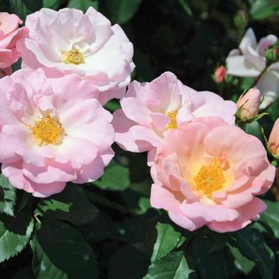 Rosa ‘Radgor’ The Peachy Knockout Rose | Kiefer Nursery: Trees, Shrubs ...