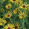 Rudbeckia subtomentosa 'Little Henry'