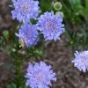 Scabiosa columbaria 'Flutter Deep Blue'