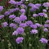 Scabiosa columbaria 'Flutter Deep Blue' - Image 2