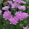 Scabiosa columbaria 'Flutter Rose Pink' - Image 2