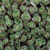 Sedum Sunsparkler® 'Lime Zinger'