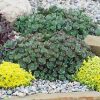 Sedum Sunsparkler® 'Lime Zinger' - Image 2