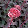 Sedum telephium 'Marina' - Image 2