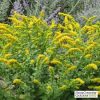 Solidago sphacelata 'Golden Fleece'