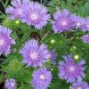 Stokesia laevis 'Peachie's Pick'