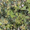 Abelia 'Twist of Lime' - Image 2