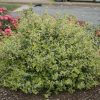 Abelia 'Twist of Lime' - Image 3