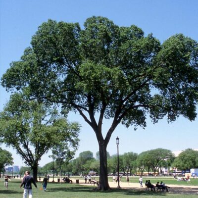 Ulmus americana 'Jefferson'