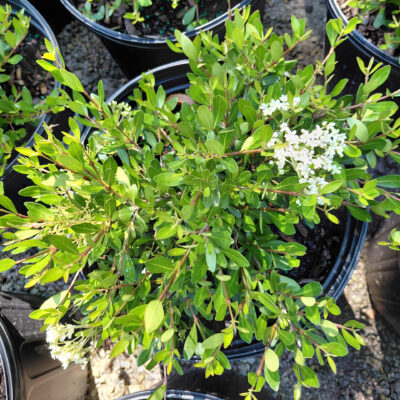 Viburnum obovatum 'Raulston Hardy'