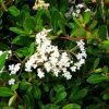 Viburnum obovatum 'Raulston Hardy' - Image 3