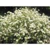 Viburnum obovatum 'Raulston Hardy' - Image 2