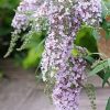 Buddleia 'Wisteria Lane'