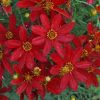Coreopsis verticillata Sizzle and Spice(TM) 'Hot Paprika'
