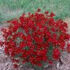 Coreopsis verticillata Sizzle and Spice(TM) 'Hot Paprika' - Image 2