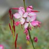 Gaura lindheimeri 'Rosy Jane'