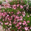 Gaura lindheimeri 'Rosy Jane' - Image 2
