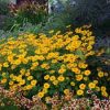 Heliopsis helianthoides 'Tuscan Sun'