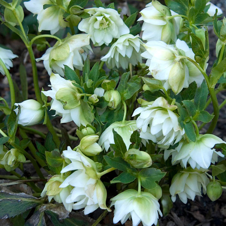 Helleborus Wedding Party® ‘Wedding Bells’ | Kiefer Nursery: Trees