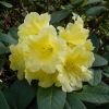 Rhododendron  'Hotei'