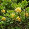 Rhododendron  'Hotei' - Image 2