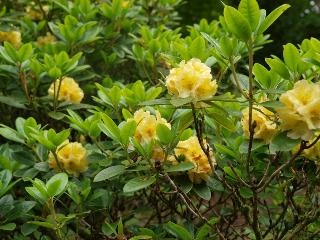 Rhododendron ‘Hotei’ | Kiefer Nursery: Trees, Shrubs, Perennials